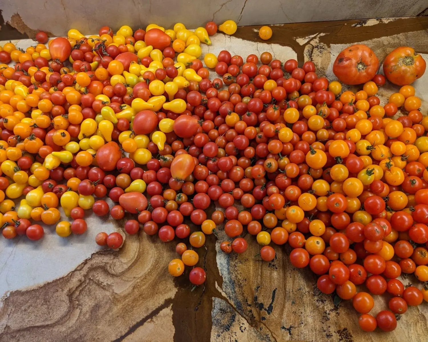 cherry and pear tomato harvest. 