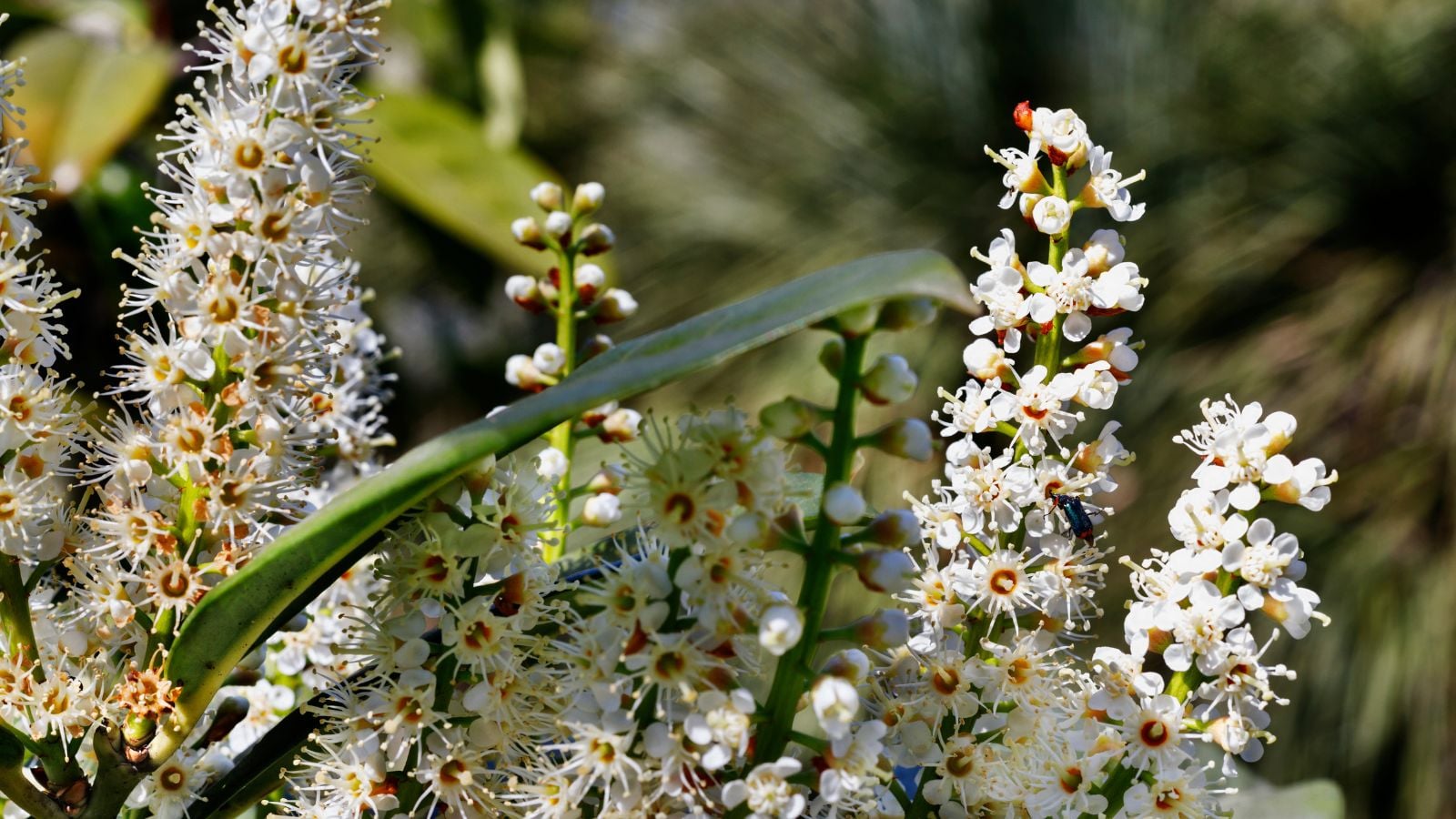 Prunus laurocerasus - cherry laurel tree in bloom.