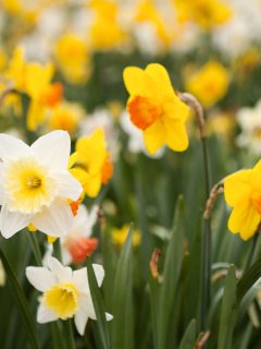 daffodils in a variety of yellow shades: from pale to dark, and some with orange centers.
