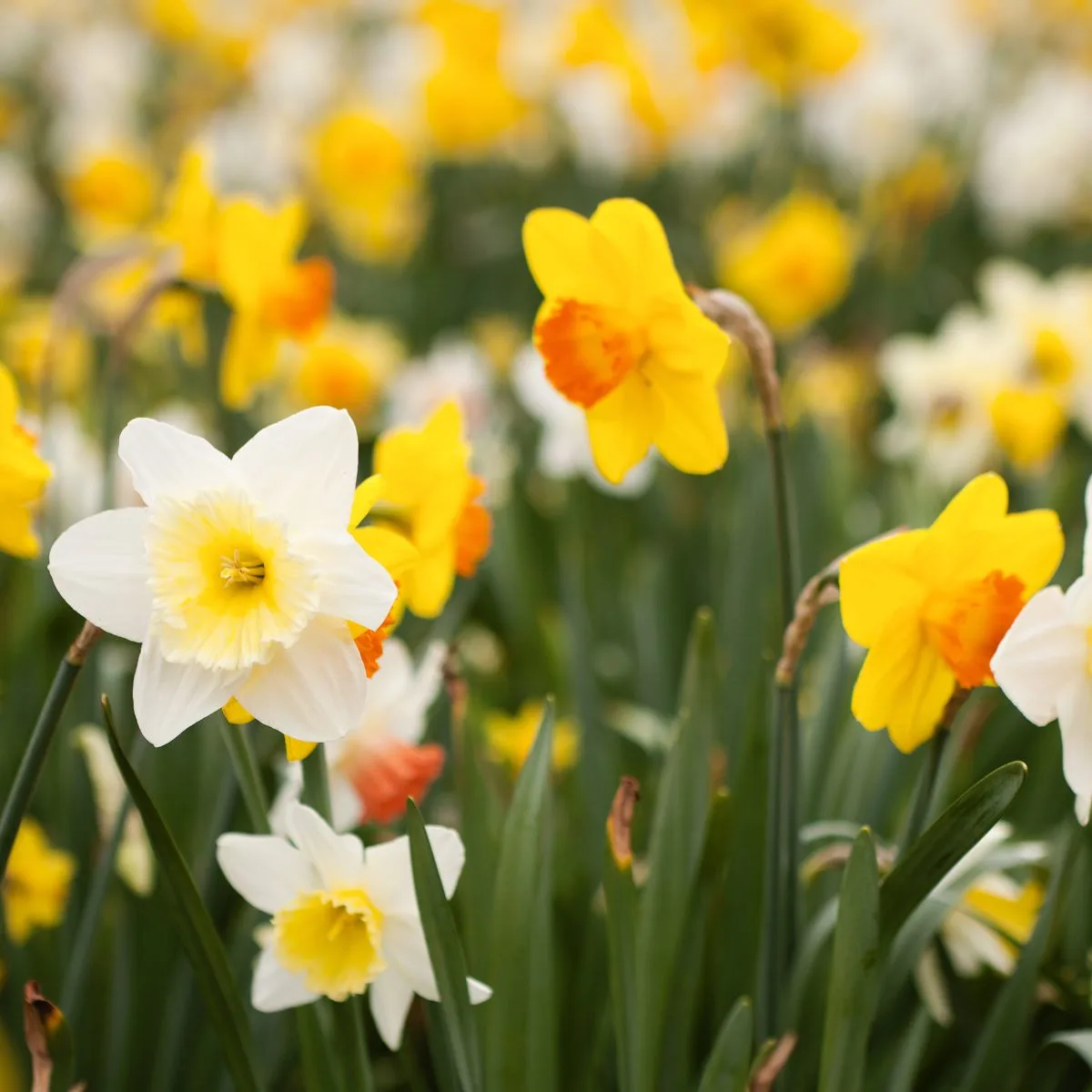 daffodils in a variety of yellow shades: from pale to dark, and some with orange centers.