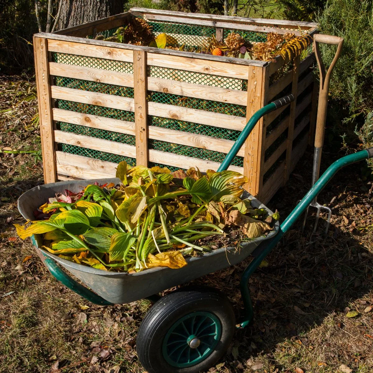 Composting bin and a wheelbarrow filled with green matter.