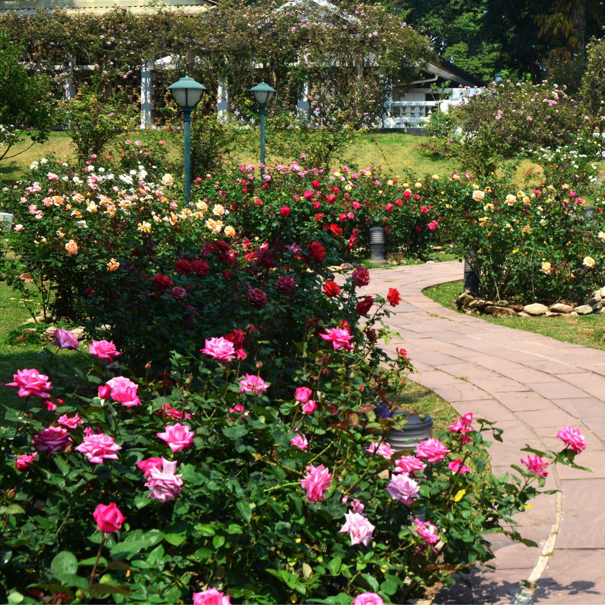 a walkway edged by lots of rose bushes of all colors. 