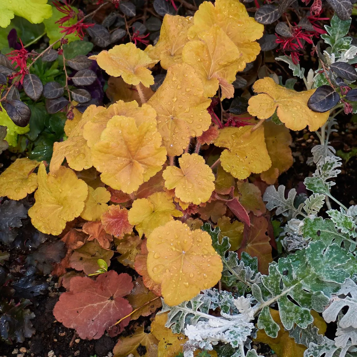 Coral bells with orange leaves in a shade garden.