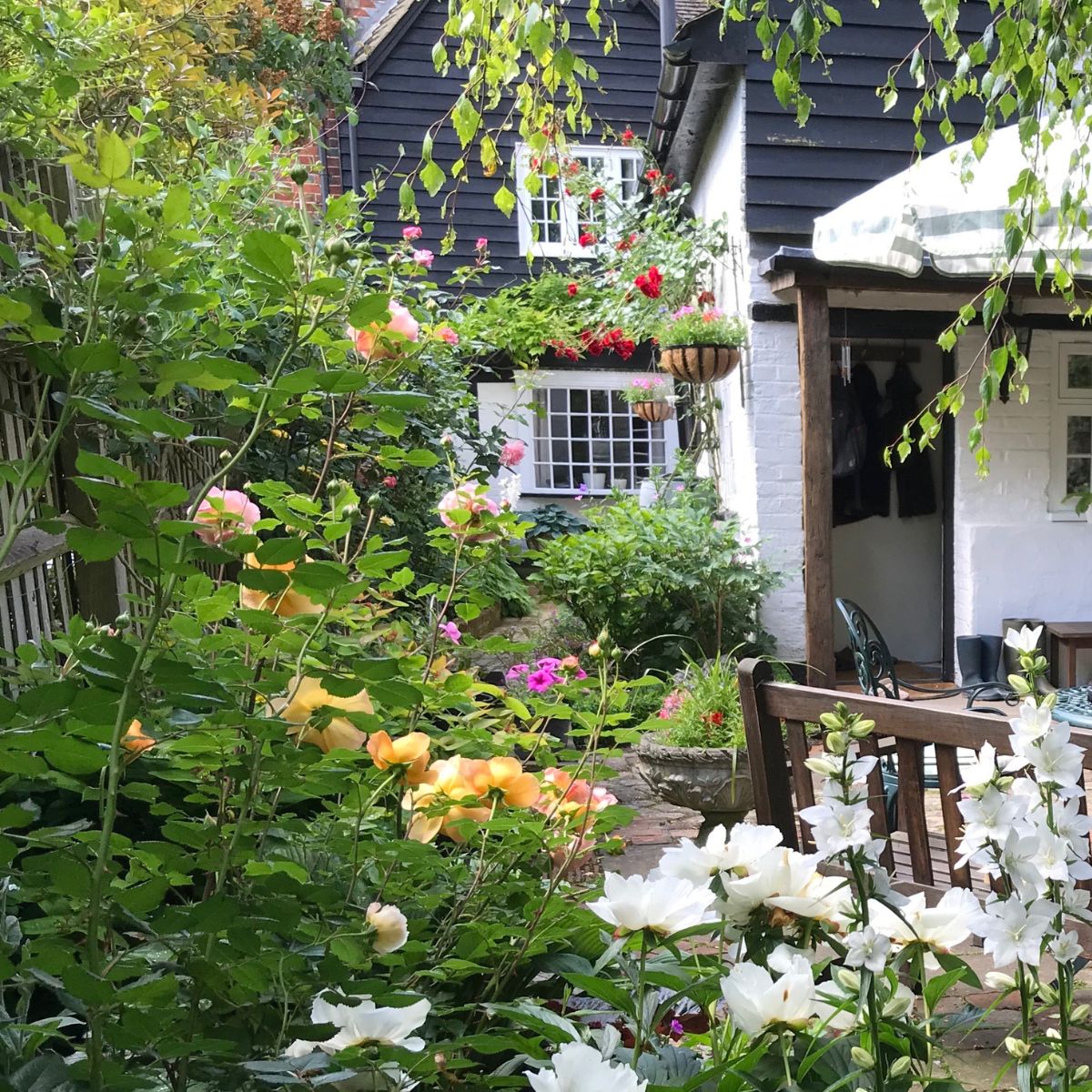 A cottage garden with roses and other flowers. 