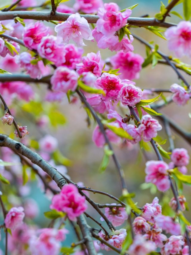 5 Beautiful Trees That Bloom In The Spring