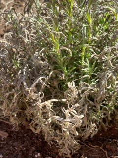 a dying lavender plant.