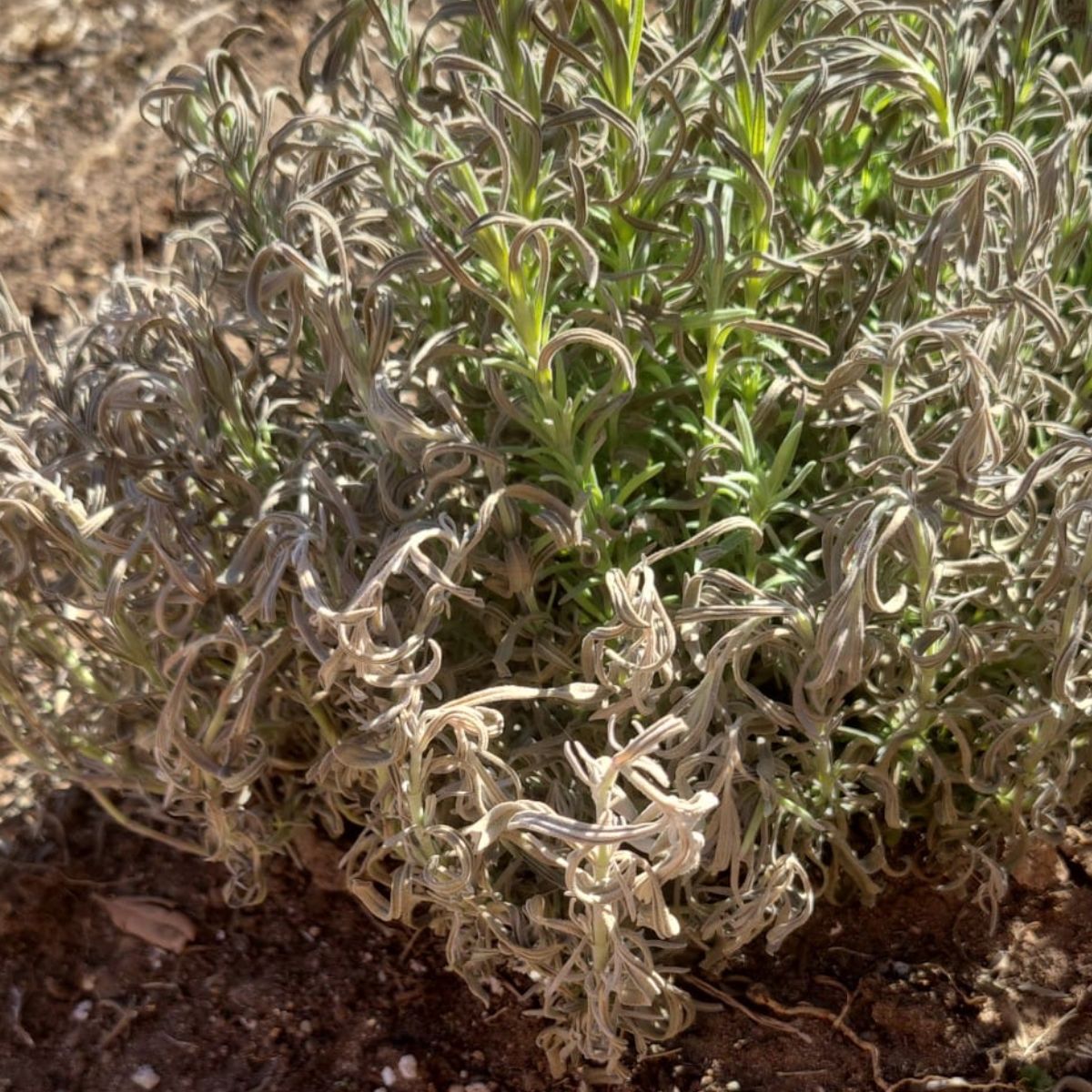 A dying lavender plant with lots o dry and gray foliage. 