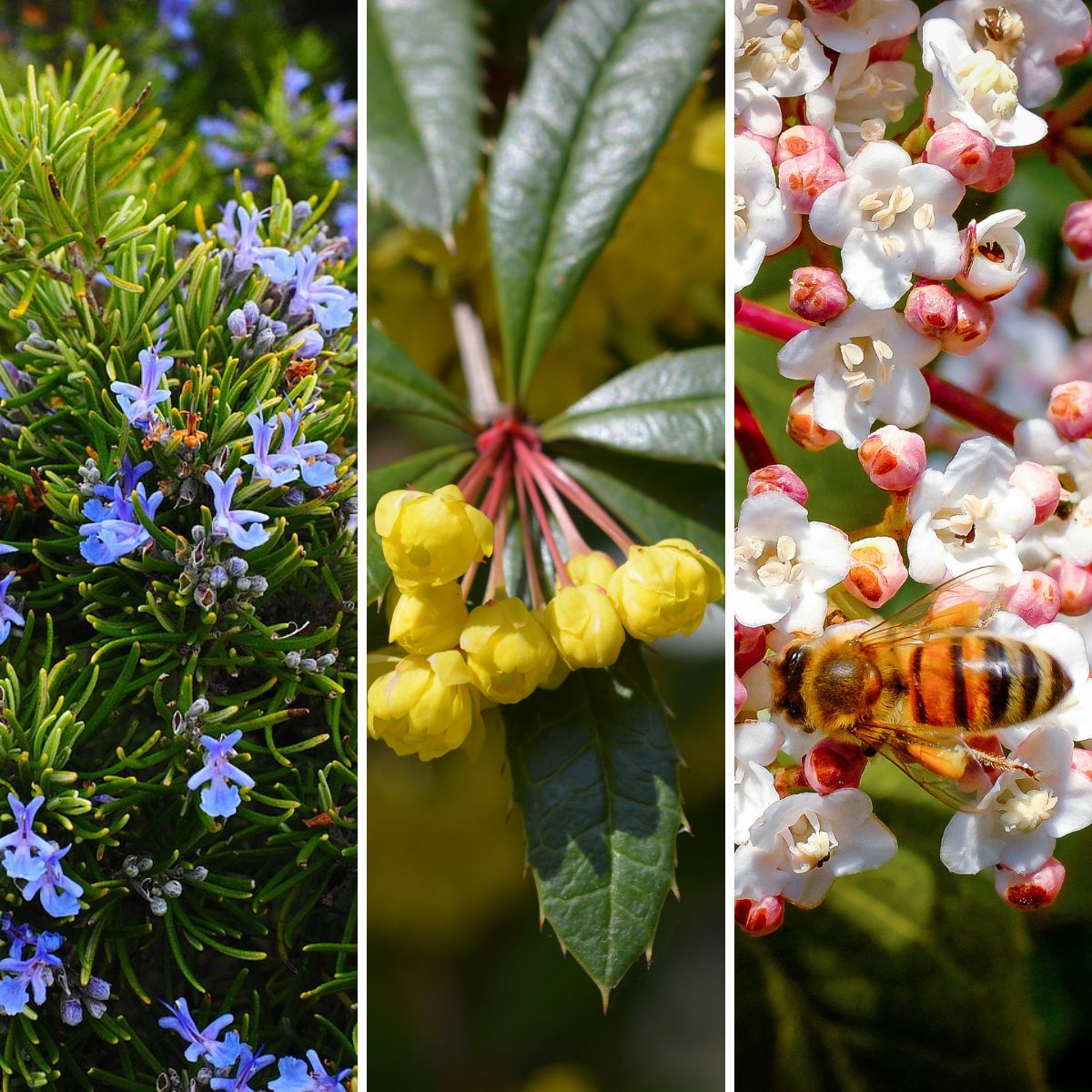 Evergreen hedge plants.