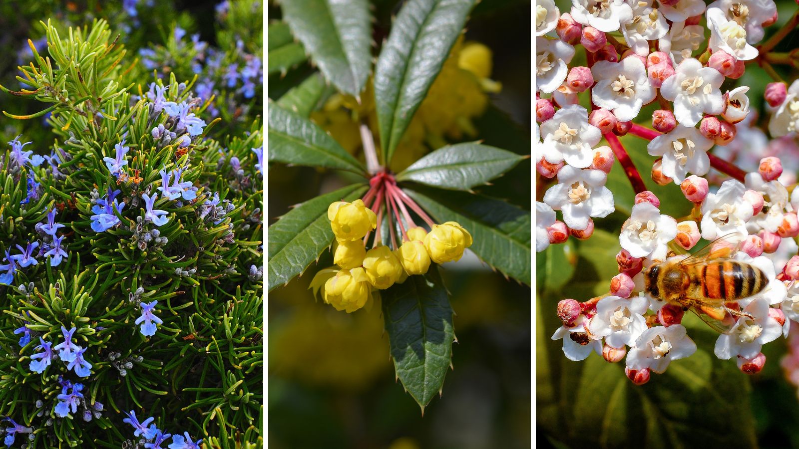 Evergreen hedge plants.