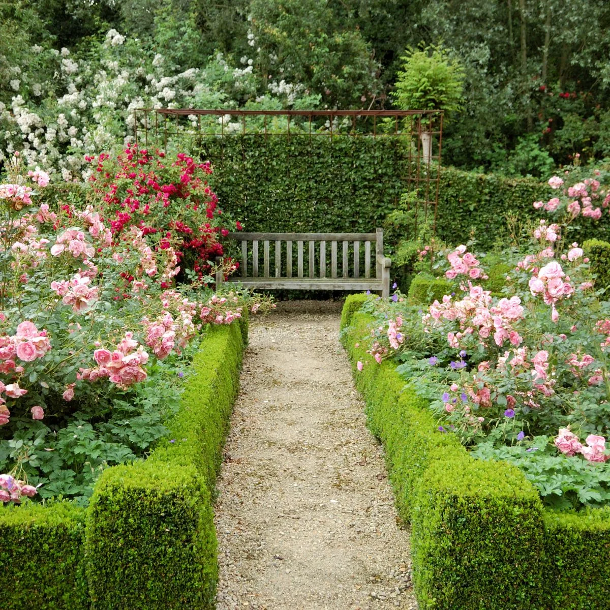 A bench in the middle of a formal rose garden, that contains green hedges.