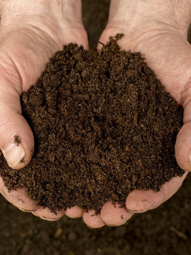 How To Make Organic Compost At Home For Better Vegetables