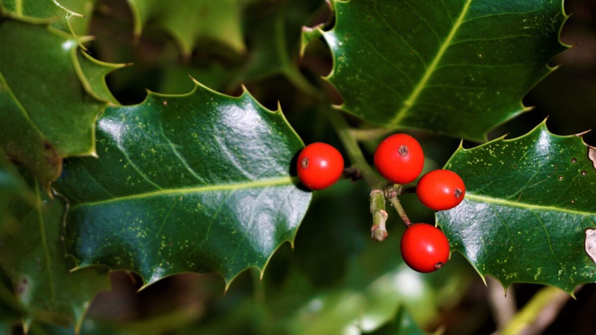 American Holly Tree Seeds (Ilex opaca) 40+Seeds holly berries.