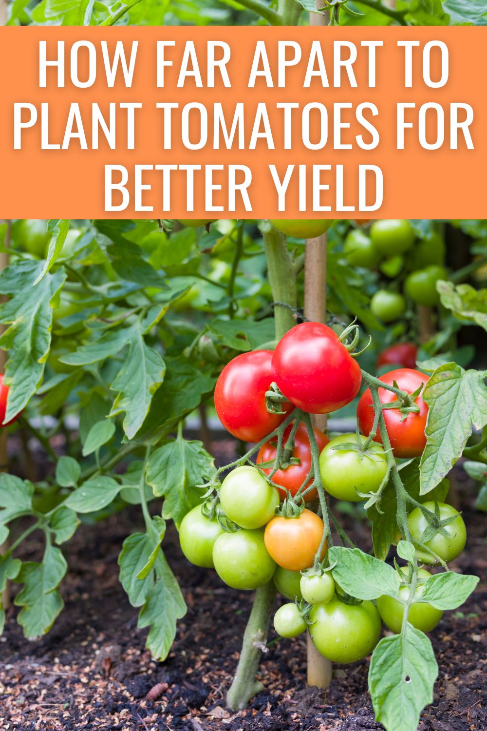 How far apart to plant tomatoes for better yield.