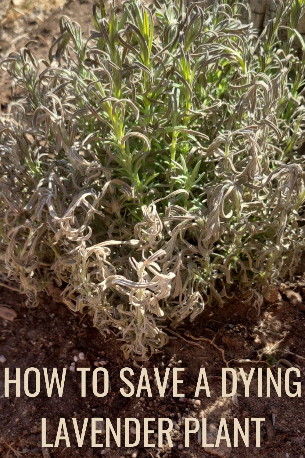 How to save a dying lavender plant.