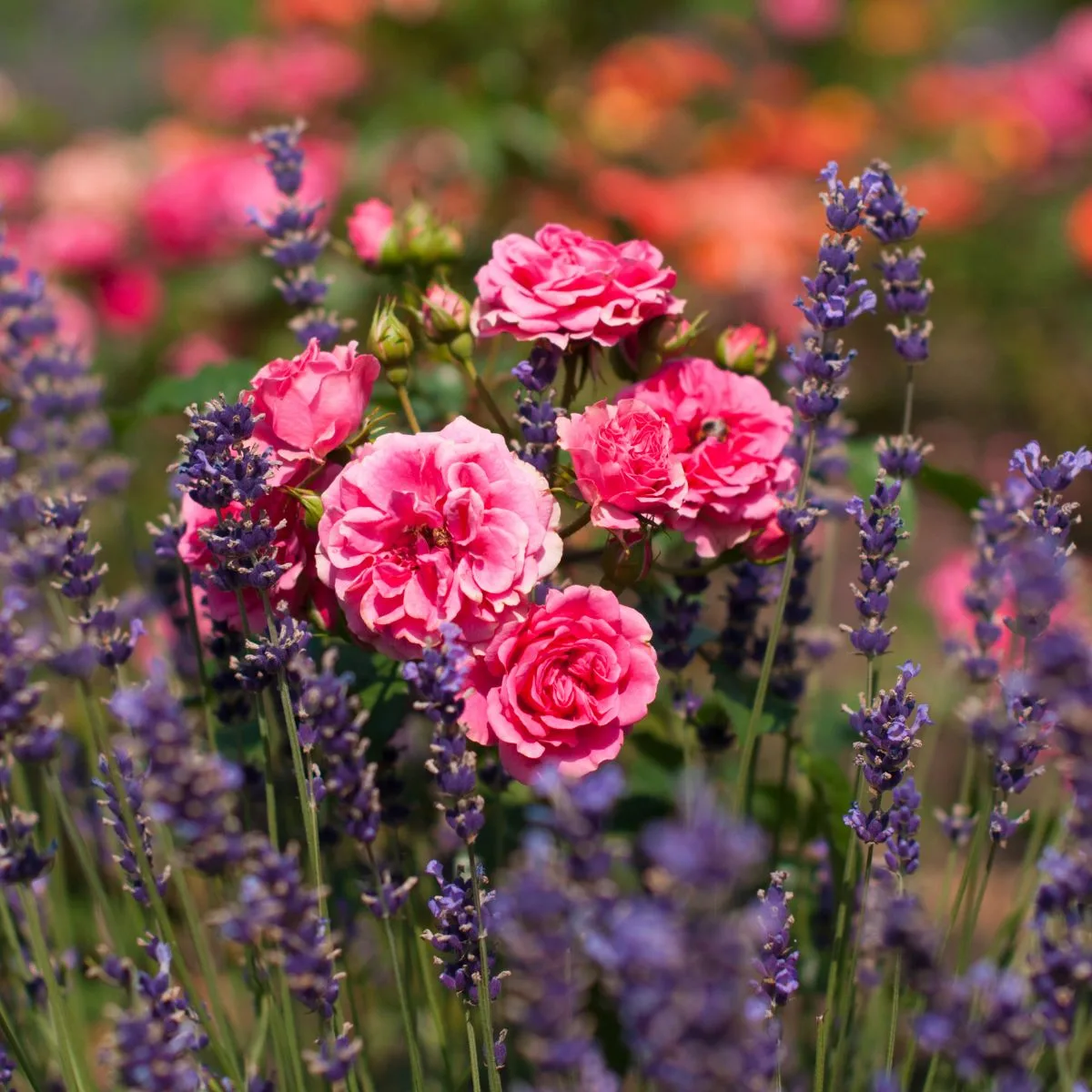 Lavender and roses planted together. 