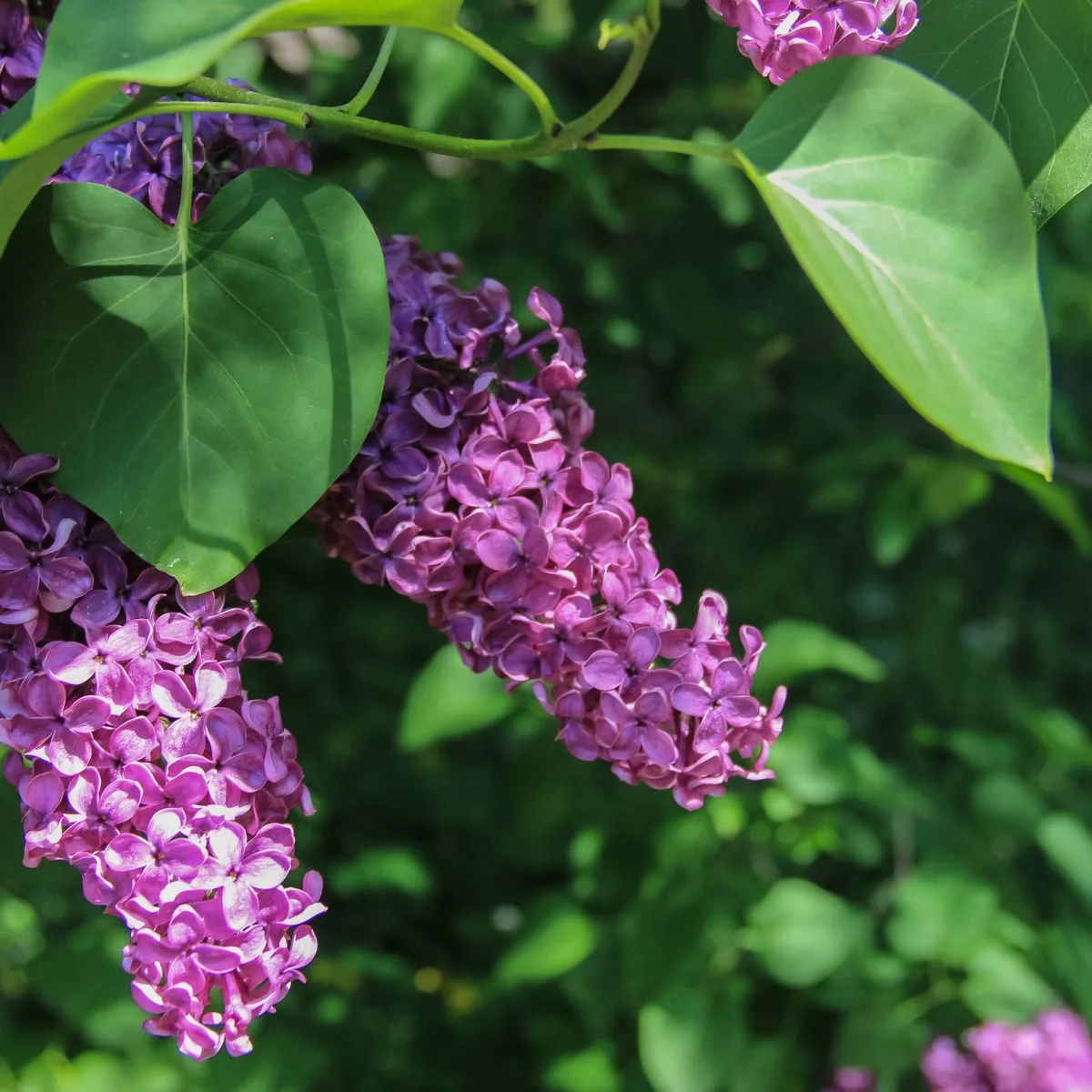 Beautiful lilac blooms in the spring.