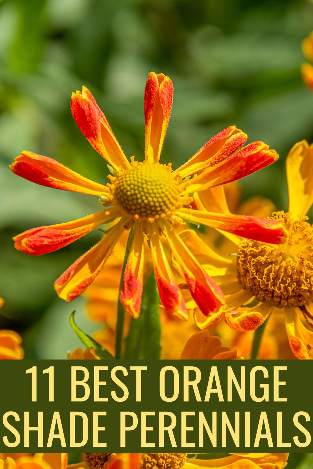 11 best orange shade perennials.