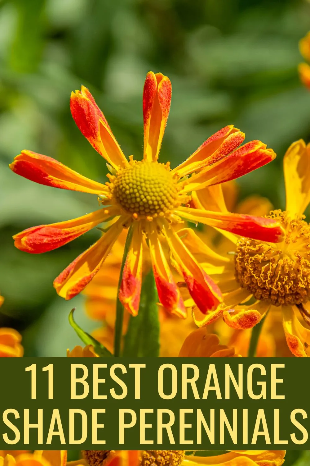 11 best orange shade perennials.