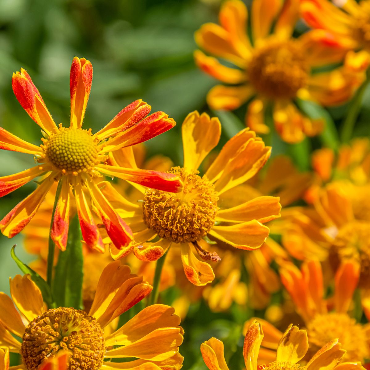 Orange sneezeweed flowers.