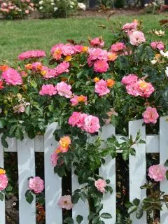 Beautiful rose bush in shades of pink, orange, and yellow behind and around a white fence.