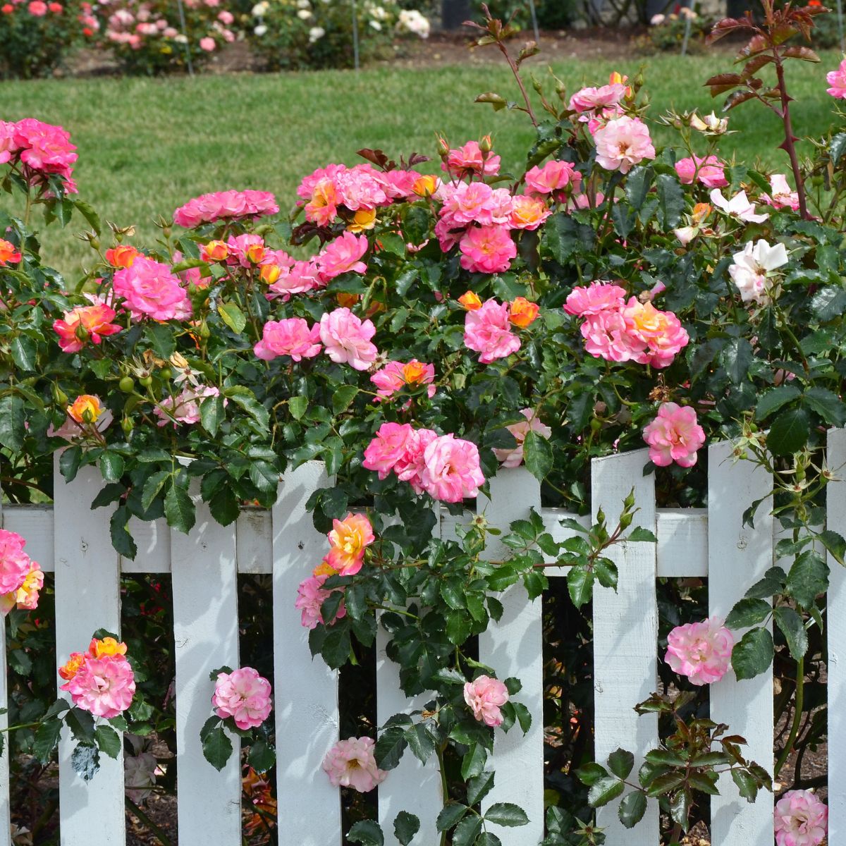 Beautiful rose bush in shades of pink, orange, and yellow behind and around a white fence.