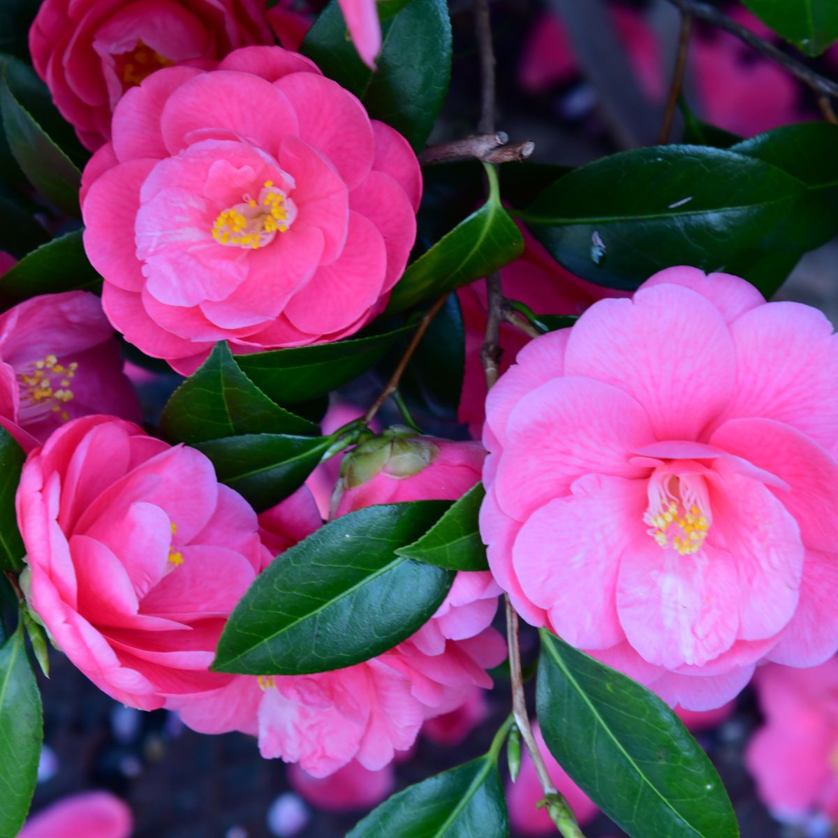 Beautiful bright pink camellia flowers.