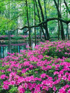 Pink rhododendron flowers are next to a pond and surrounded by large trees.