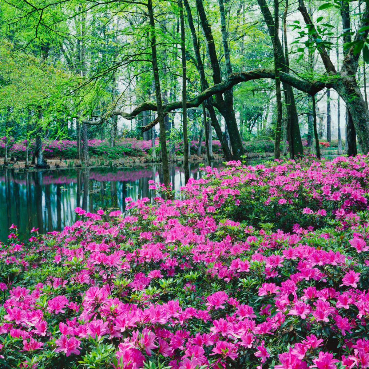 Pink rhododendron flowers are next to a pond and surrounded by large trees. 