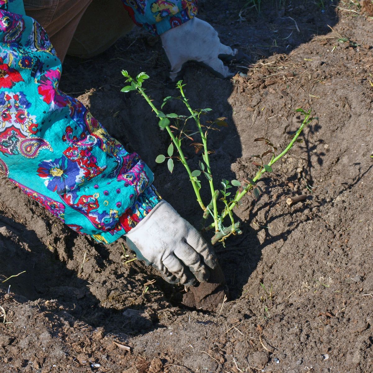 Woman planting a rose plant.