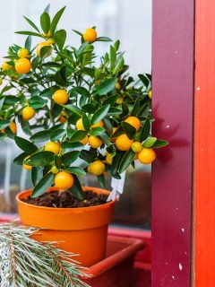 a potted orange tree full of ripe fruit.