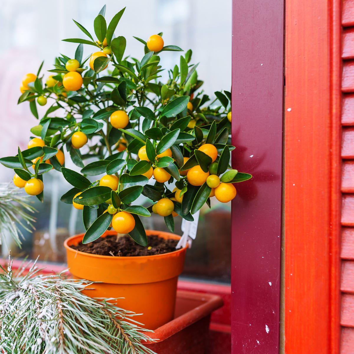 A potted orange tree full of ripe fruit. 