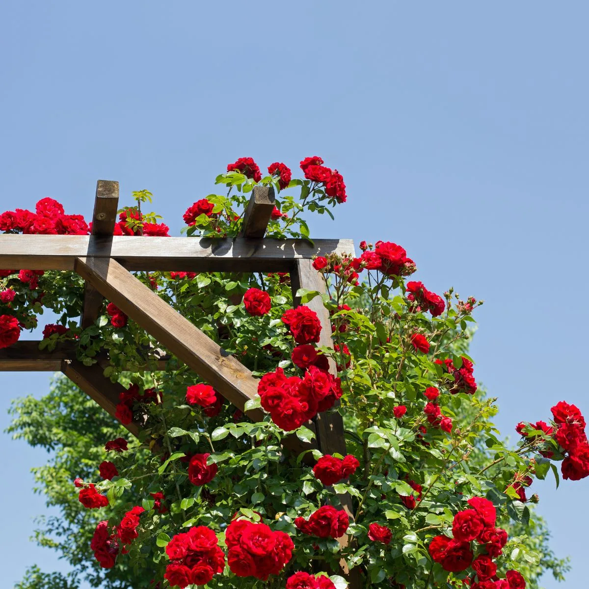 Bright red roses climb up a sturdy trellis.