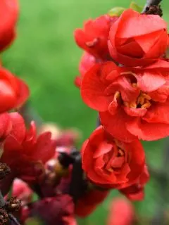 Beautiful bright red quince flowers.