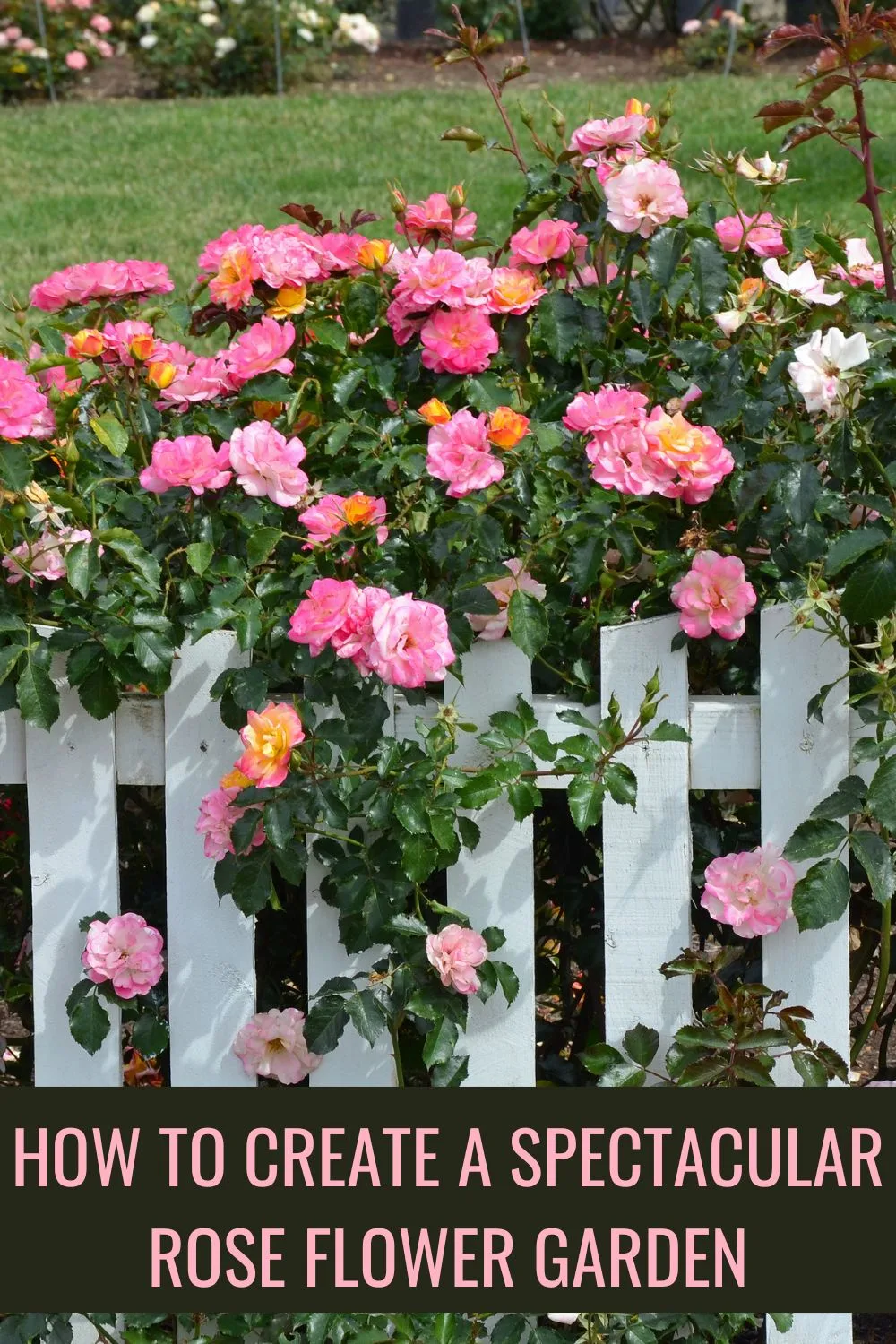 How to create a spectacular rose flower garden. 