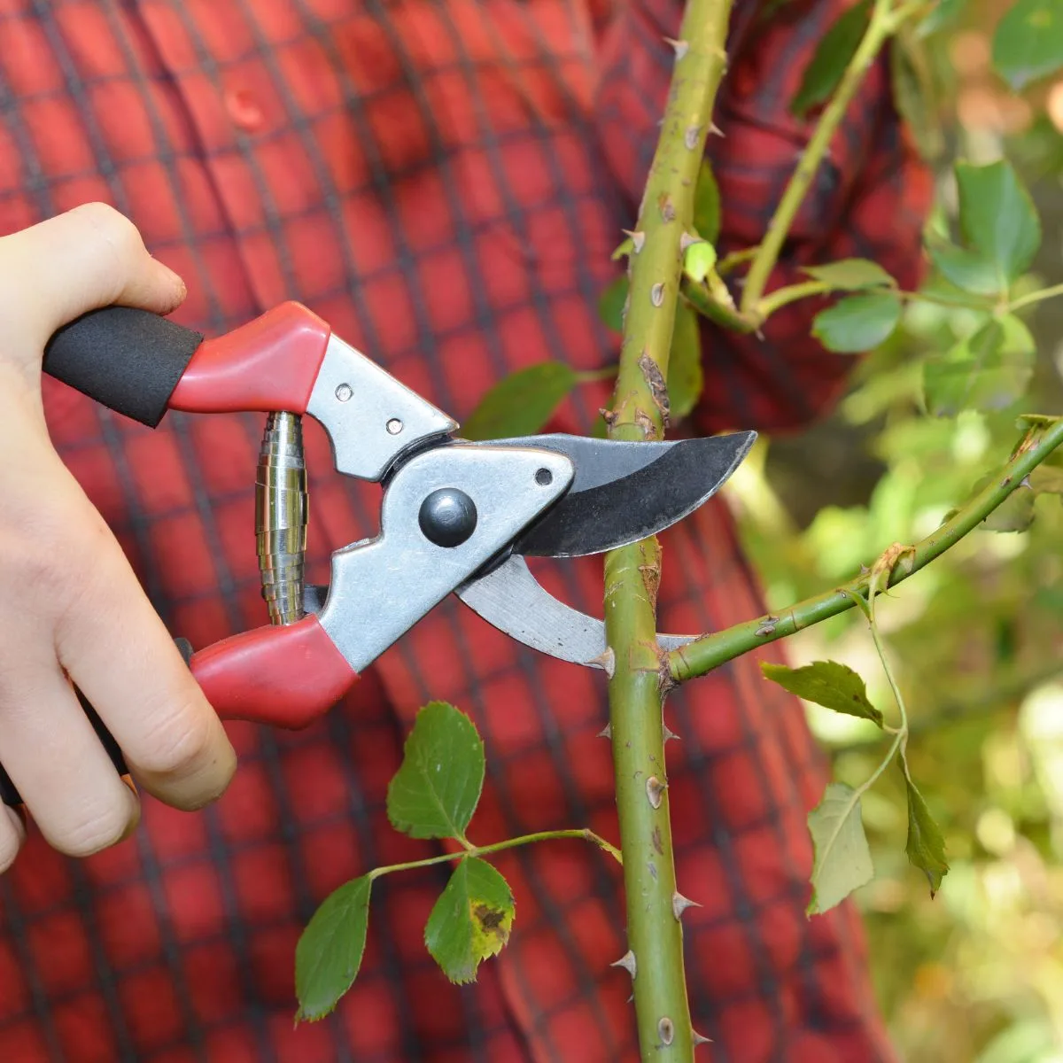 woman in a red checkered shirt pruning a rose plant. 