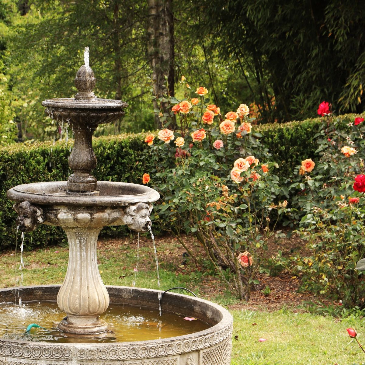 yellow and orange roses behind a water fountain. 