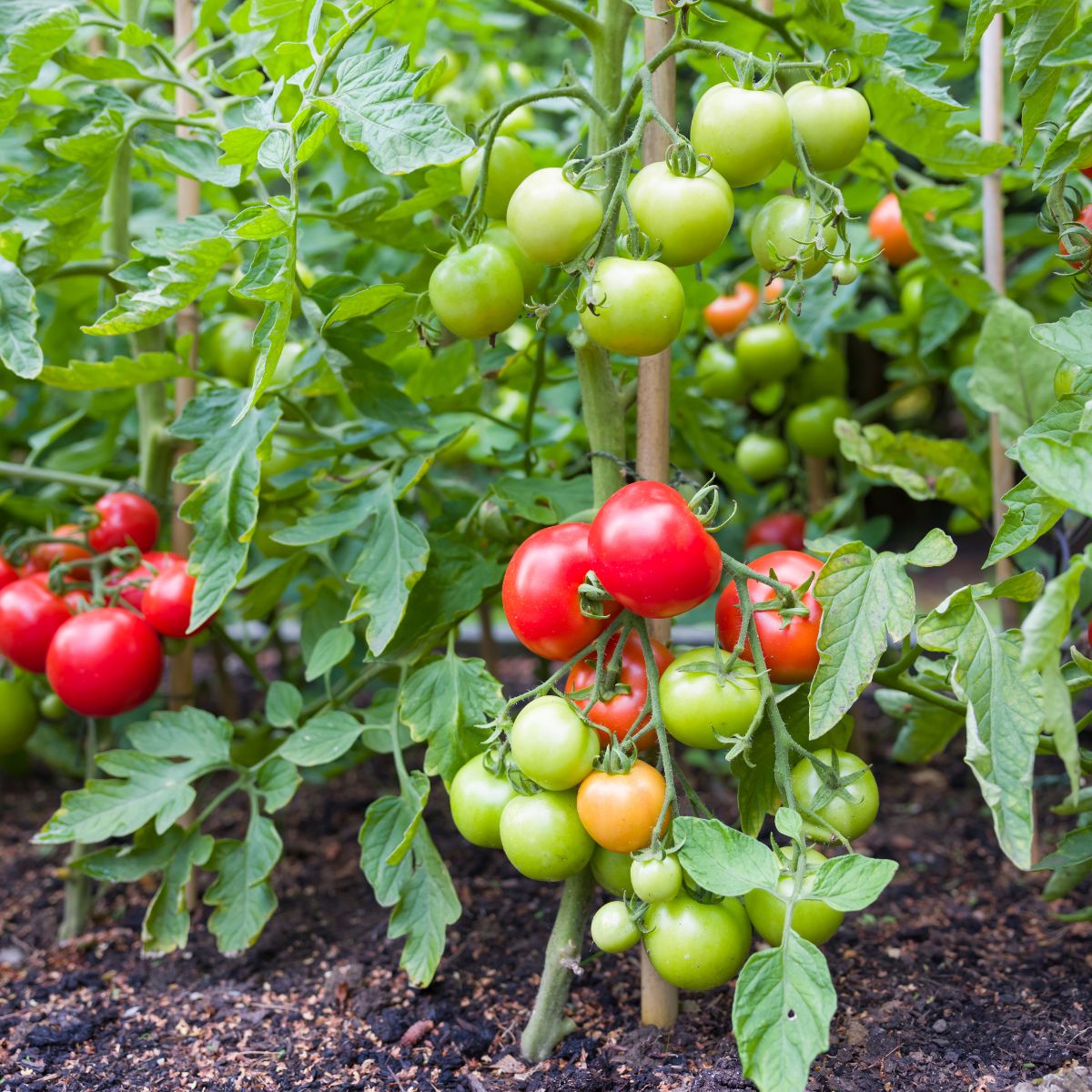 How Far Apart To Plant Tomatoes For Better Yield