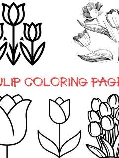 Several tulips drawings for coloring.