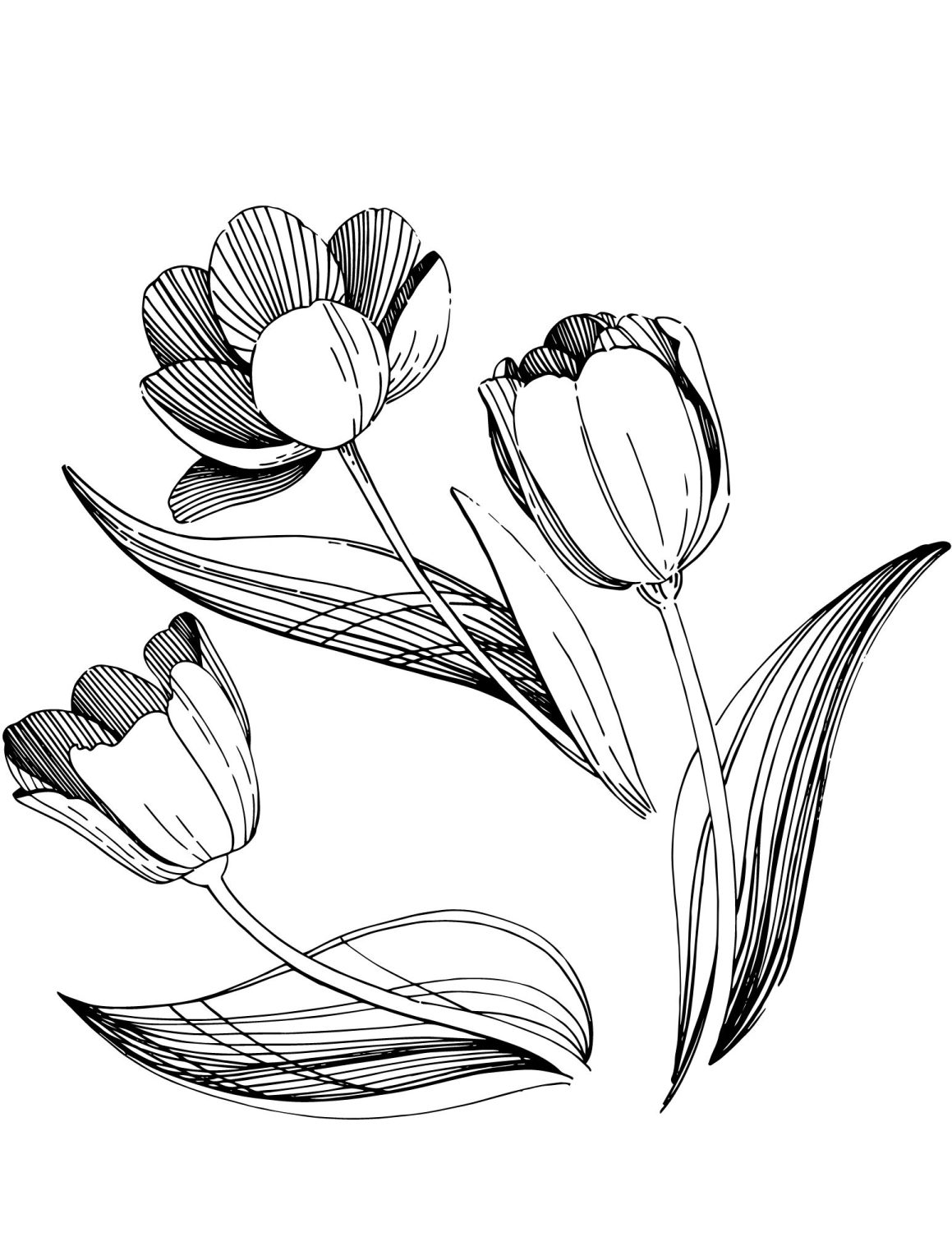 A sketch of tulips.