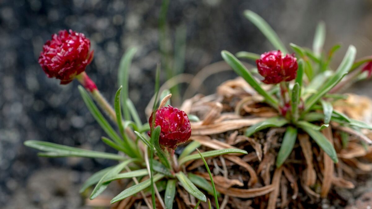 Armeria maritima - sea thrift flowers.