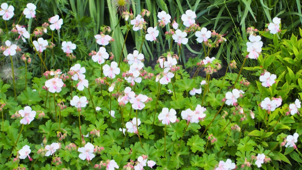 Biokovo Hardy Geranium Dormant Bare Root Perennial Plants, 2-Pack Biokovo hardy geranium.