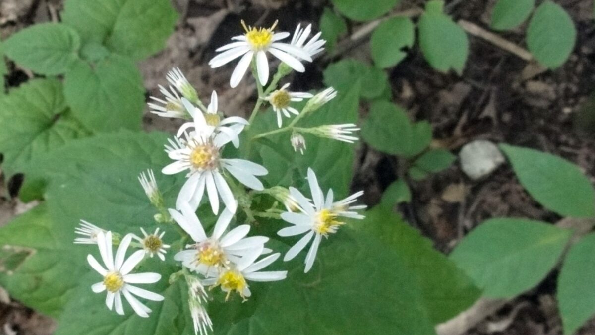 Everwilde Farms - 2000 White Upland Aster Native Wildflower Seeds - Gold Vault Jumbo Seed Packet Eurybia divaricata - white wood aster flowers.