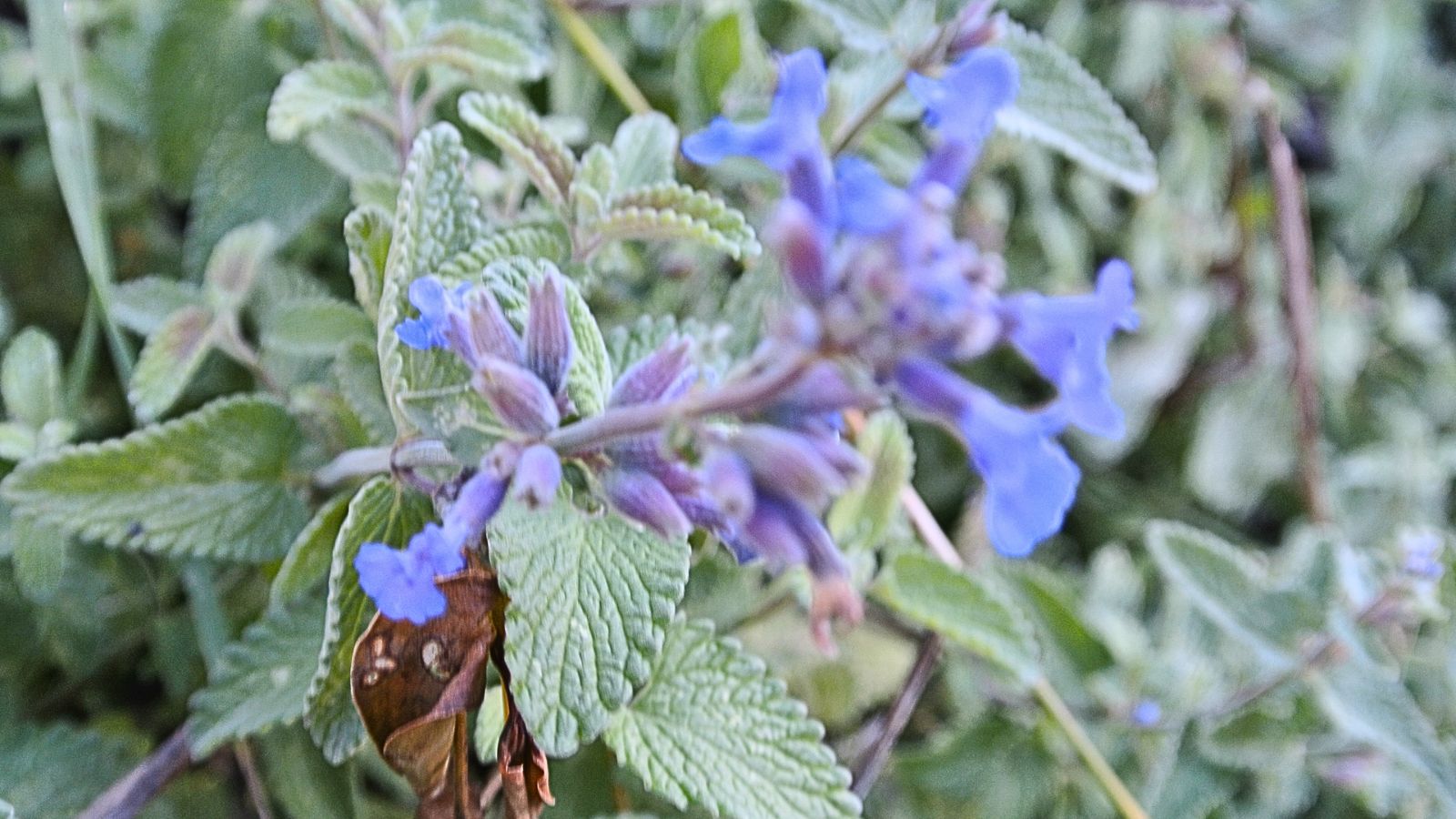 Nepeta mussinii - catmint.