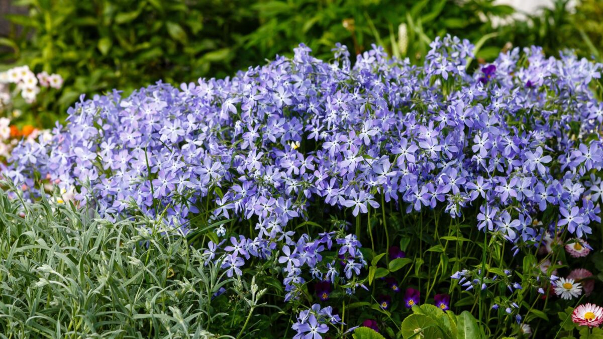Live plant from Green Promise Farms American Beauties Native Plants Phlox Divaricata Moon' Perennial, 1 Size Container, Blue Flowers Phlox divaricata flowers.
