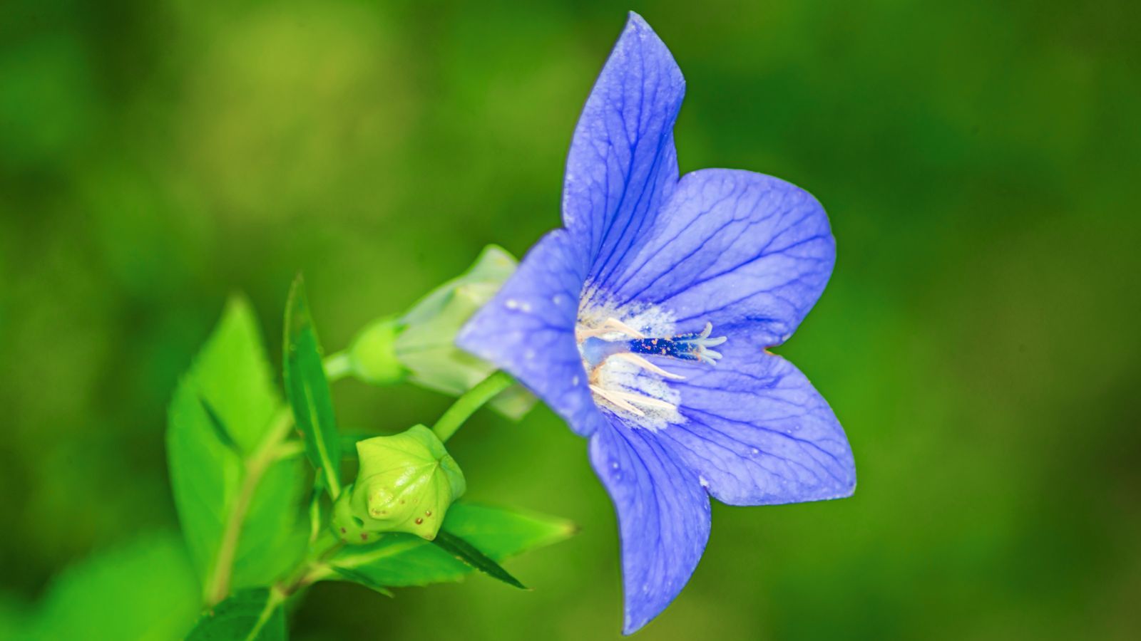 Balloon flower - Platycodon grandiflorus.