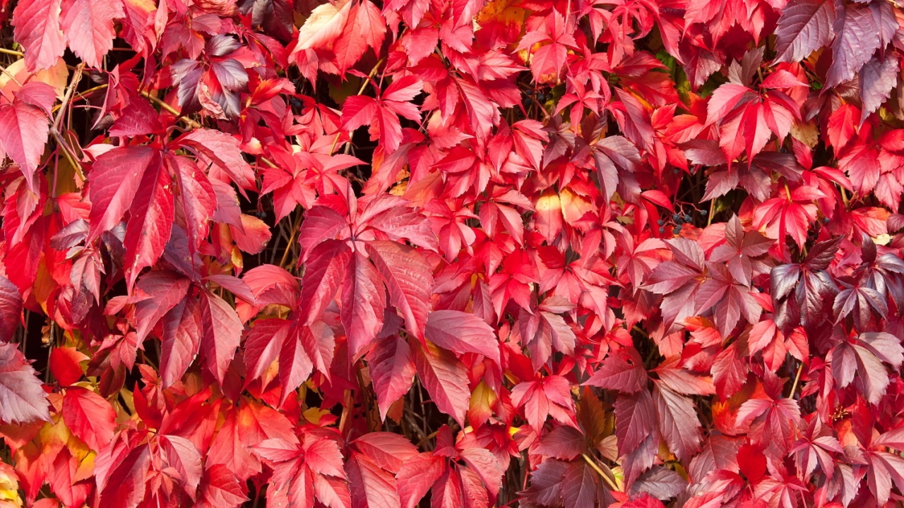 Natural Background Shapes and Textures of Fresh Red Virginia Creeper Leaves in the Autumn, Moscow region, Russia
