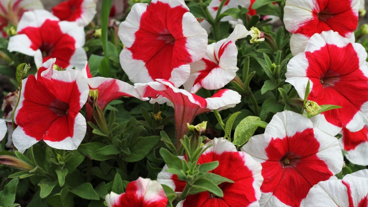red-white petunia flowers on a background of grass