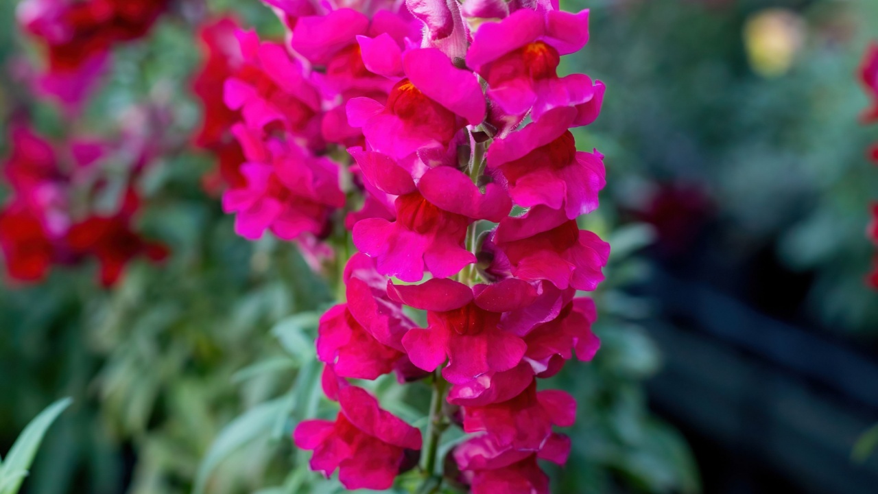 Closeup of a Snapdragon flower with green leaves and other pink snapdragons in the background. Spring and gardening concept.