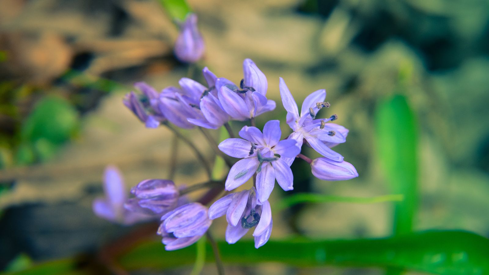 Siberian squill