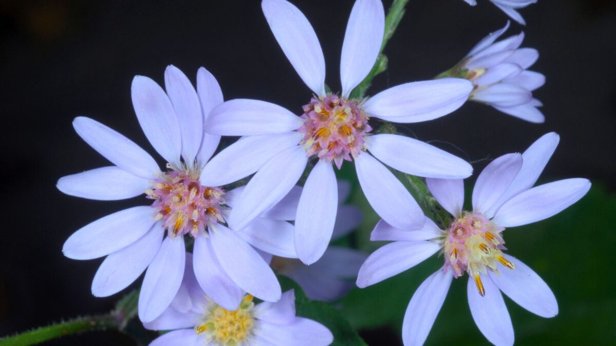 Symphyotrichum cordifolium - blue wood aster.